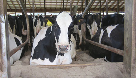 Contribuie la scăderea semnificativă a cheltuielilor globale cu aşternutul vitelor